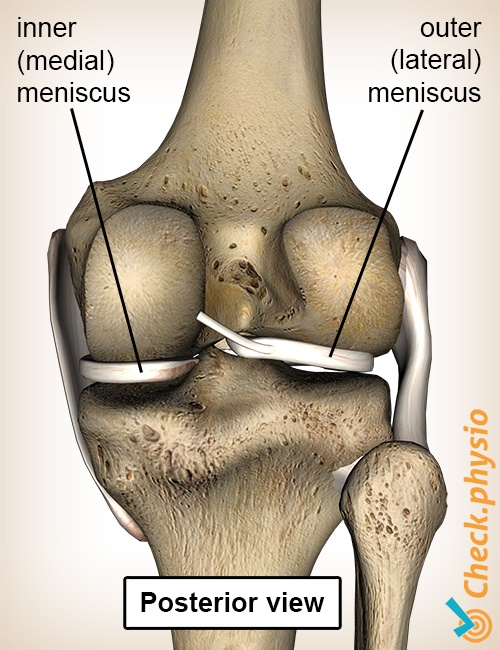 Knee Meniscus image