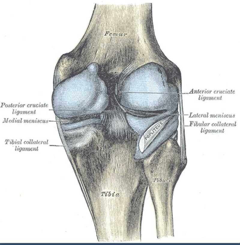 Ligament image